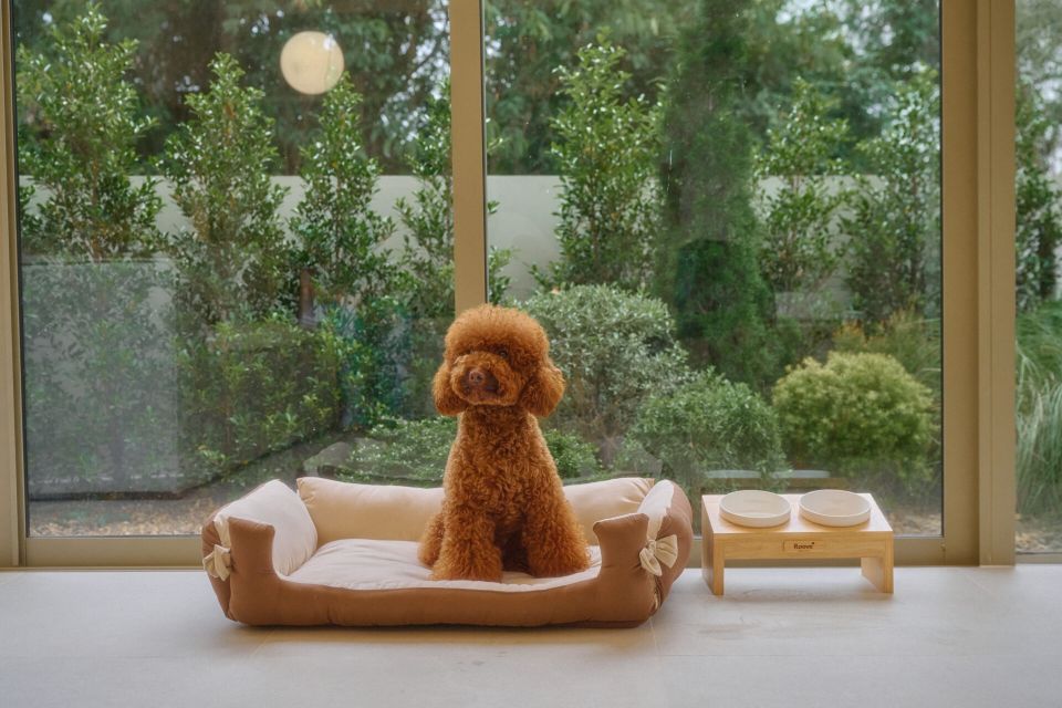 Dog sitting on pet bed at Roove V Pool Villa near Khaoyai National Park. View of garden through window.